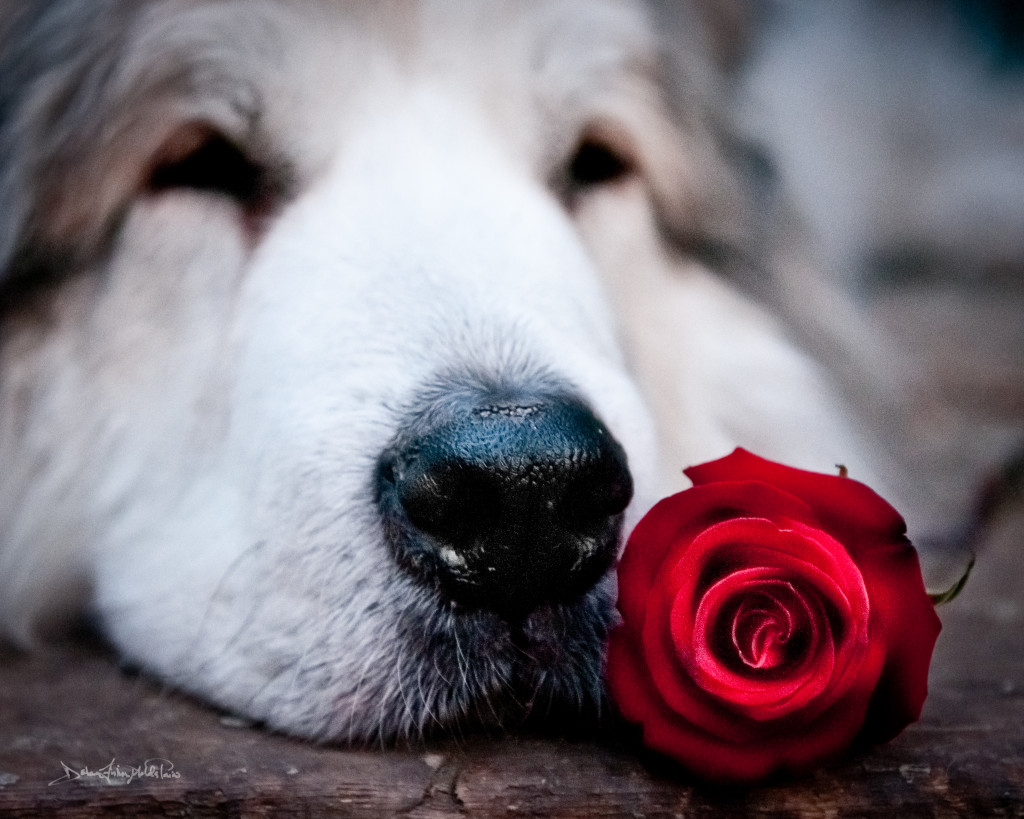 A Rose Is A Rose Is A Nose 8x10-photo-print