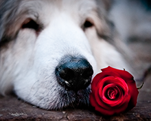 A-Rose-Is-A-Rose-Is-A-Nose-8x10-photo-print