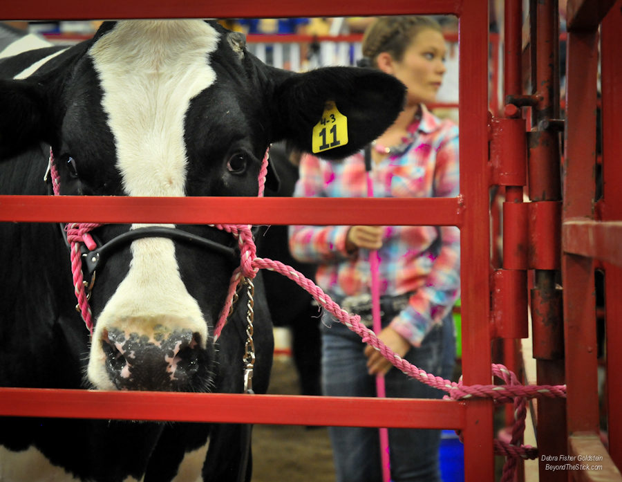 Coordinating Cattle