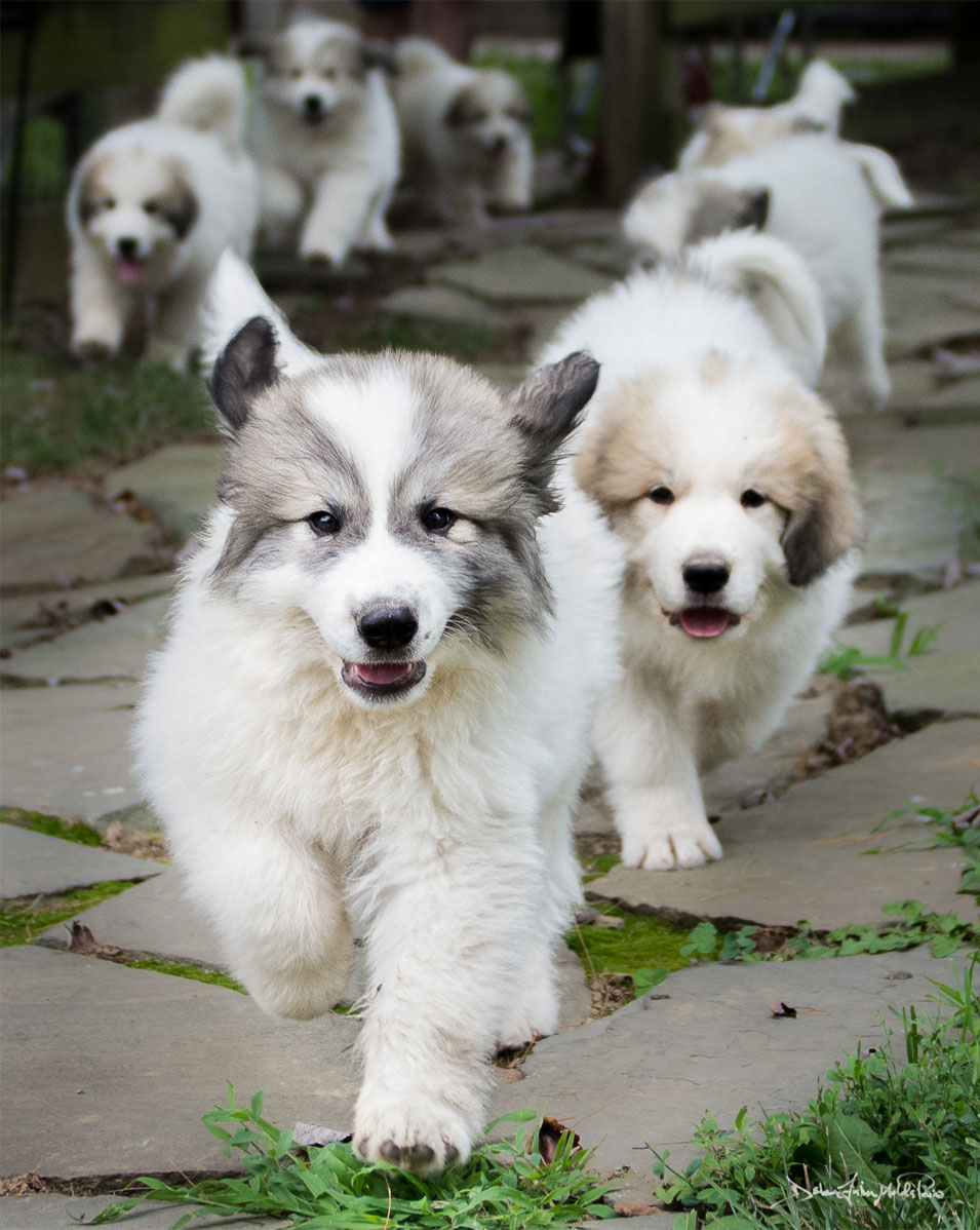 The-Running-Of-The-Pups-goldfih-communications-great-pyrenees-photography-by-debra-fisher-goldstein