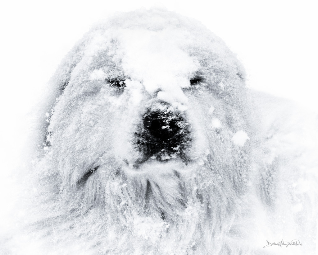 Yeti black and white photo print on archival lustre paper