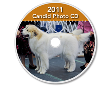 2011-CD-Great-Pyrenees-Club-of-Americas-National-Specialty-Photos-by-GoldFish-Communications-Debra-Fisher-Goldstein-MN