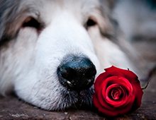 A-Rose-Is-A-Rose-Is-A-Nose-8x10-photo-print