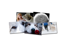 Art-Photo-Notecards-Front-Great-Pyrenees-Club-of-Americas-National-Specialty-Photos-by-GoldFish-Communications-Debra-Fisher-Goldstein-MN