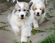 THUMBS-UP-The-running-of-the-pups-metallic-archival-paper-photo-print