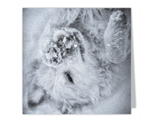 The-Snow-Angel-Art-Photo-Square-Note-Cards-on-linen-paper