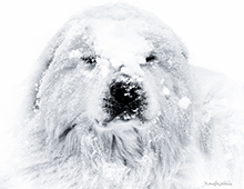 Yeti-black-and-white-lustre-photo-print