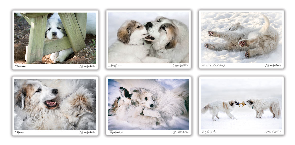 goldfih-communications-great-pyrenees-photo-placemats-assortment